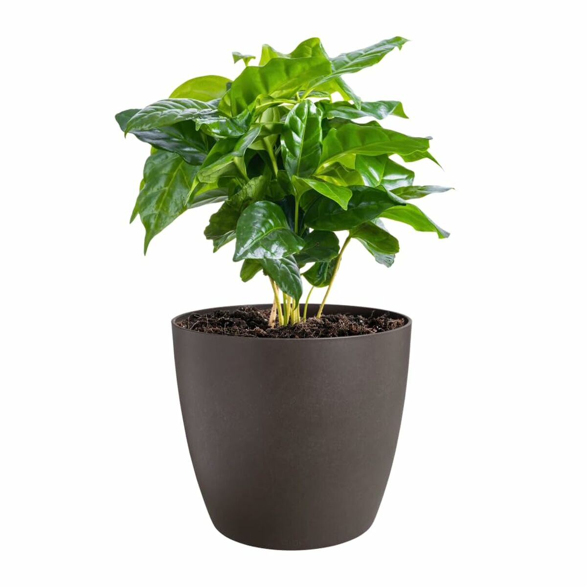 V2H9C8A8D964C77D0BA4B1F0F6C35FB4690R6746273P3