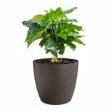 V2H9C8A8D964C77D0BA4B1F0F6C35FB4690R6746273P3